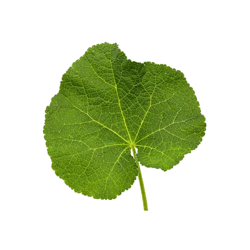 Chlorophyll